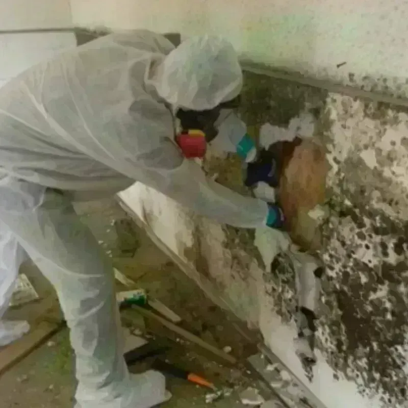 Mold Remediation and Removal in Saint George, MO